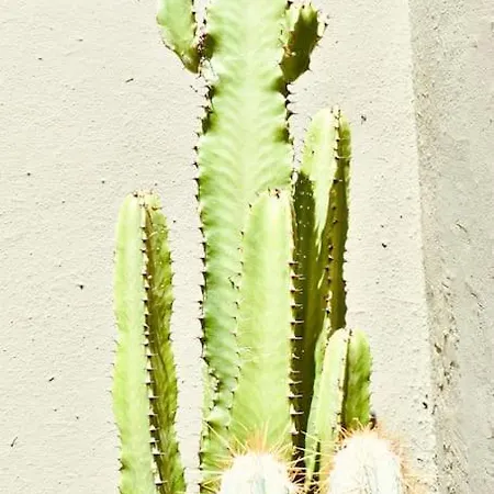 Nuevo En Appartement *